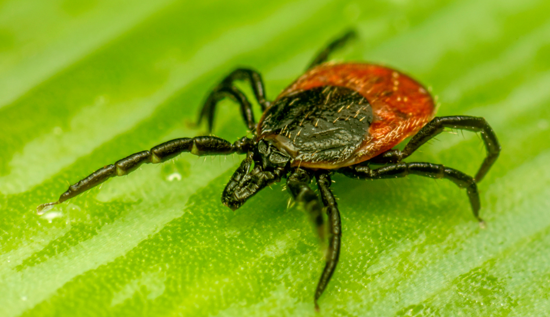 Protégez-vous contre la maladie de Lyme – Nouvelles zones à risque dans la région de Lanaudière
