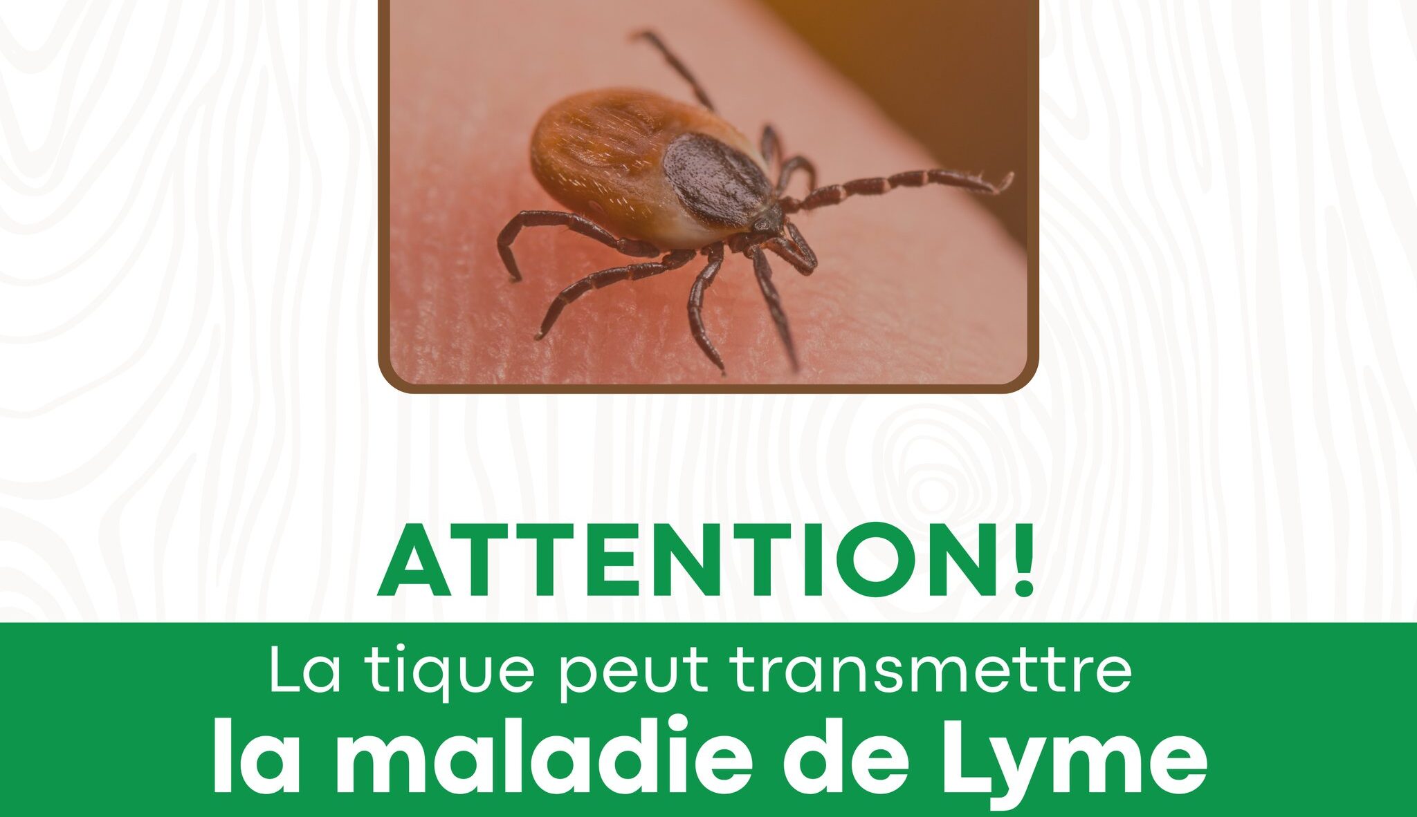 UNE HAUSSE DU NOMBRE DE TIQUES DANS LANAUDIÈRE !🌳